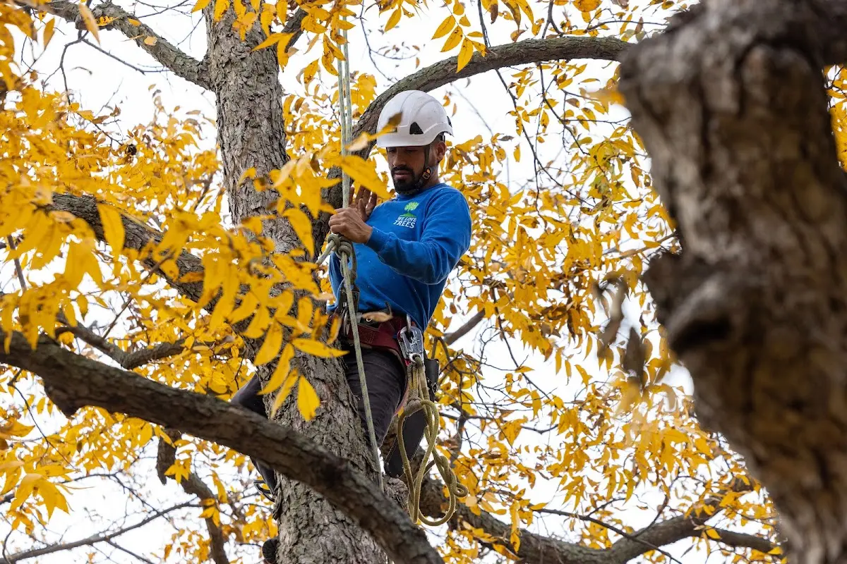 Skilled Dead Tree Removal crew working in Bison