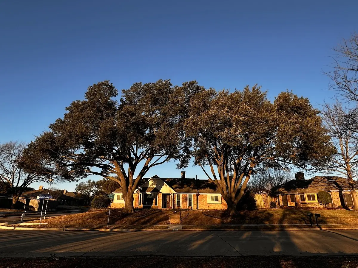 Established residential canopy tree shading a home in Bison